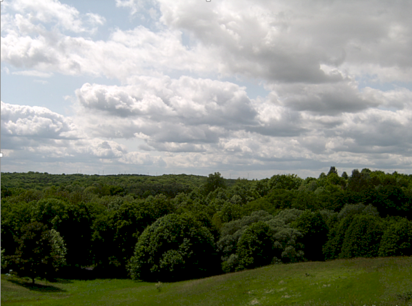 Wald-1