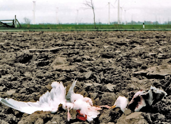 WKA_Utgast_Wittmund_-1999_Silbermoewe, Foto (C) Manfred Knake